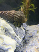 Brown and green striped shell of Yellow Spotlight Sulawesi Rabbit Snail on rock