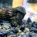 Golden hermit crab shell with dark spots on black pebbles