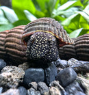 2 Yellow Spotted Sulawesi Rabbit Snails (Tylomelania Sp.) - [AquaticMotiv]