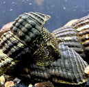 2 Yellow Spotted Sulawesi Rabbit Snails with green-yellow spotted seashell