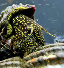 2 Yellow Spotted Sulawesi Rabbit Snail (Tylomelania Sp.) - AquaticMotiv