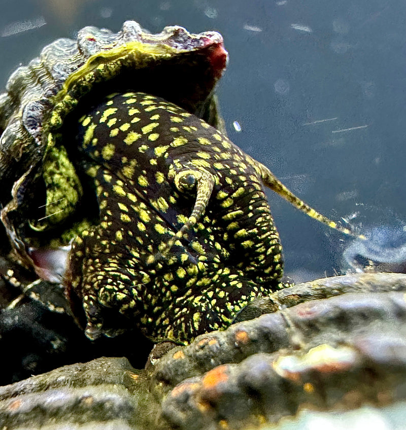 2 Yellow Spotted Sulawesi Rabbit Snail (Tylomelania Sp.) - AquaticMotiv