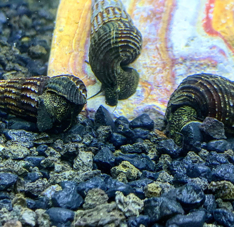 2 Yellow Spotted Sulawesi Rabbit Snail (Tylomelania Sp.) - AquaticMotiv