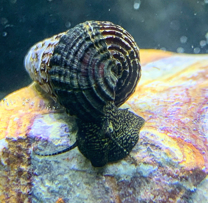 2 Yellow Spotted Sulawesi Rabbit Snail (Tylomelania Sp.) - AquaticMotiv