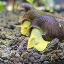 2 Yellow Sulawesi Rabbit Snails with purple-yellow shell on aquarium gravel