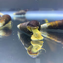 2 Yellow Sulawesi Rabbit Snails (Tylomelania Sarasinorum) - AquaticMotiv