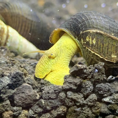 2 Yellow Sulawesi Rabbit Snails with yellow striped textured shells