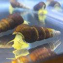 2 Yellow Sulawesi Rabbit Snails with brown spiral shells and yellow interiors