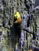 Yellow and brown wooden-textured fish tank ornament for Sulawesi Rabbit Snails