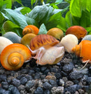 20 Mystery Snails (Pomacea bridgesii) - [AquaticMotiv]