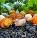 Vibrant orange brown striped mystery snail Pomacea bridgesii on gravel with plants