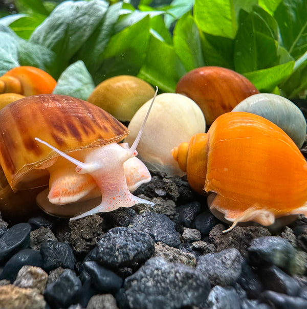 20 Mystery Snails (Pomacea bridgesii) - [AquaticMotiv]