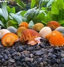 20 Mystery Snails (Pomacea bridgesii) - [AquaticMotiv]