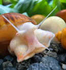 Translucent mystery snail with orange-speckled white body and long antennae