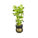 Water Wisteria (Hygrophila difformis) Pot - [AquaticMotiv]