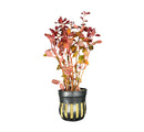 Ludwigia Sp. 'Super Red Mini' Potted - [AquaticMotiv]