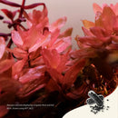 Vibrant red succulent with thick fleshy leaves in 2Hr Aquarist APT Jazz