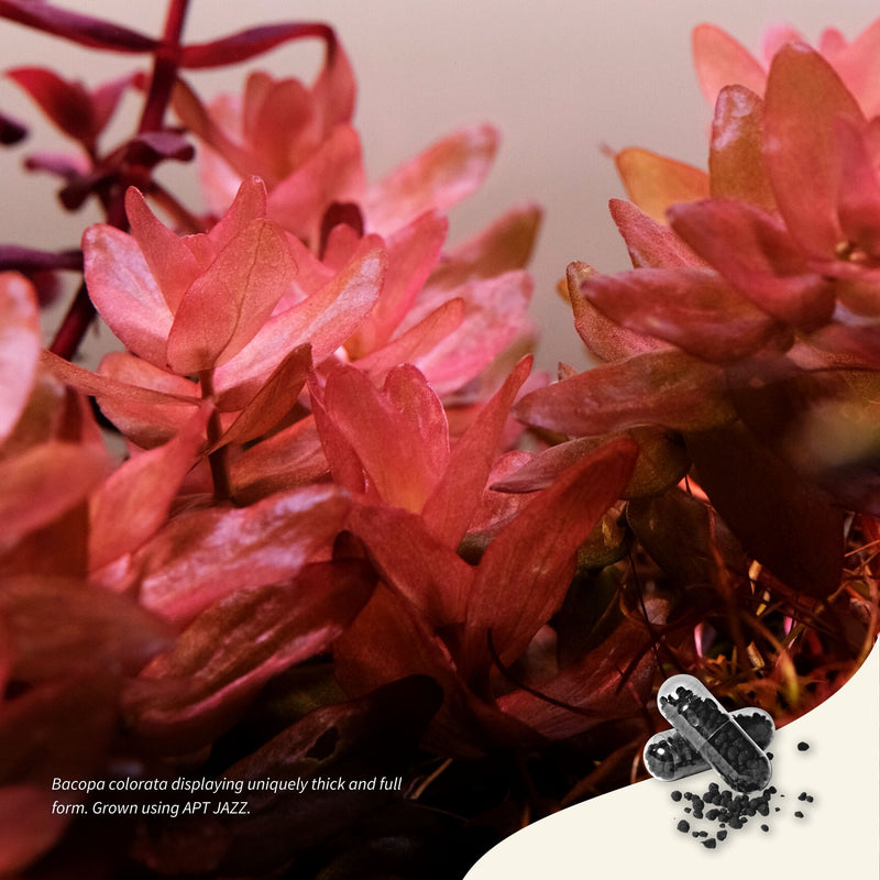 2Hr Aquarist APT Jazz - [AquaticMotiv]