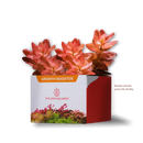 2Hr Aquarist APT Jazz growth booster pot with succulents and moss