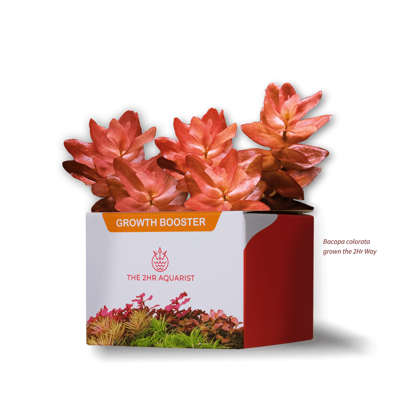 2Hr Aquarist APT Jazz - [AquaticMotiv]