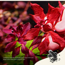 Red Ludwigia seed packet with black seeds and silver capsule in 2Hr Aquarist APT Jazz