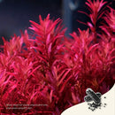 Red aquatic plant in 2Hr Aquarist APT Jazz aquarium with vibrant pink tones