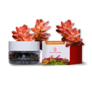 2Hr Aquarist APT Jazz growth booster kit with orange green foliage and black stones