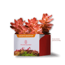 2Hr Aquarist APT Jazz - [AquaticMotiv]