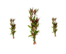 Three bundles of fresh alternanthera reineckii roseafolia red aquarium plants with vibrant green leaves and reddish-purple stems