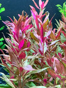 Vibrant pink and red alternanthera reineckii roseafolia aquarium plant bunches with slender leaves and greenish yellow undertones