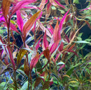 Vibrant pink and green alternanthera reineckii roseafolia aquarium plant bunches with slender elongated leaves underwater