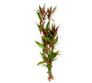 A bundle of fresh alternanthera reineckii roseafolia red aquarium plants with vibrant green and reddish purple leaves tied at base