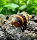 3 Assassin Snails (Clea helena) with striped orange-yellow-black shells on dark soil