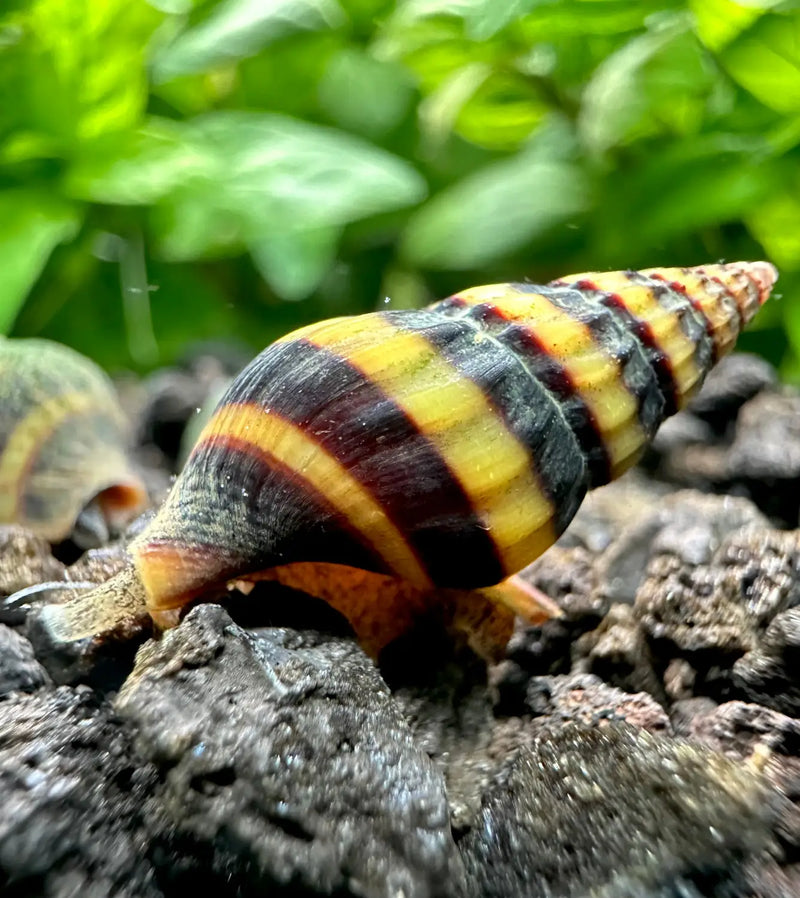 Assassin Snails Clea helena – Nature’s Answer to Pest Control | Aquatic ...