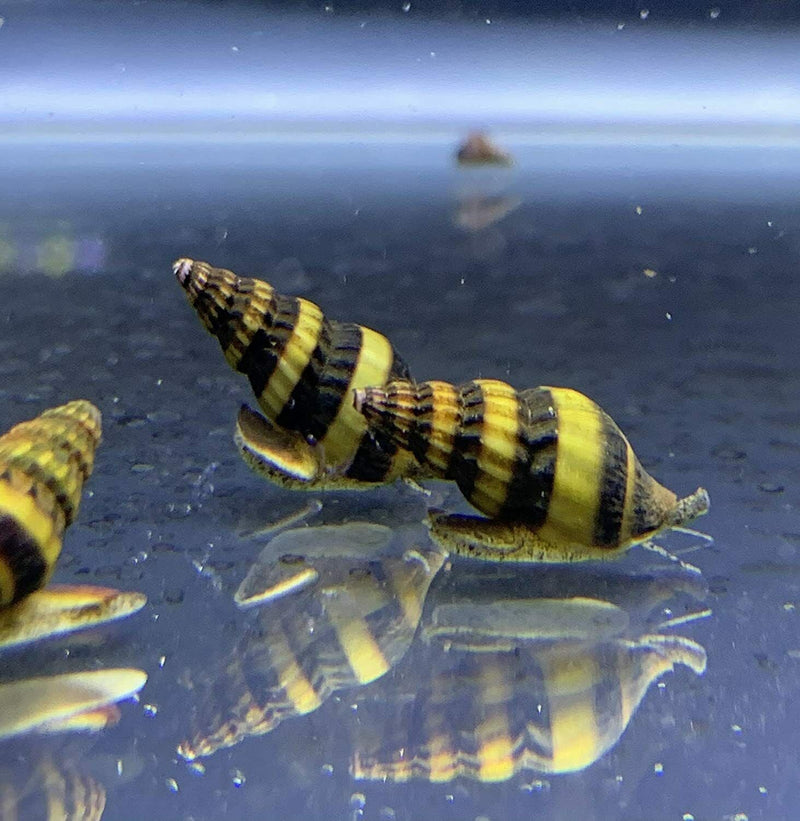 3 Assassin Snails (Clea Helena) - AquaticMotiv