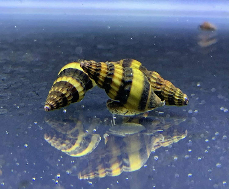 3 Assassin Snails (Clea Helena) - AquaticMotiv