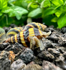 Striped hermit crab shell with yellow black stripes for assassin snails