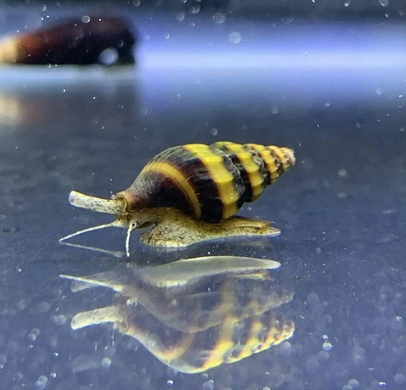 Assassin Snails Clea helena – Nature’s Answer to Pest Control | Aquatic ...