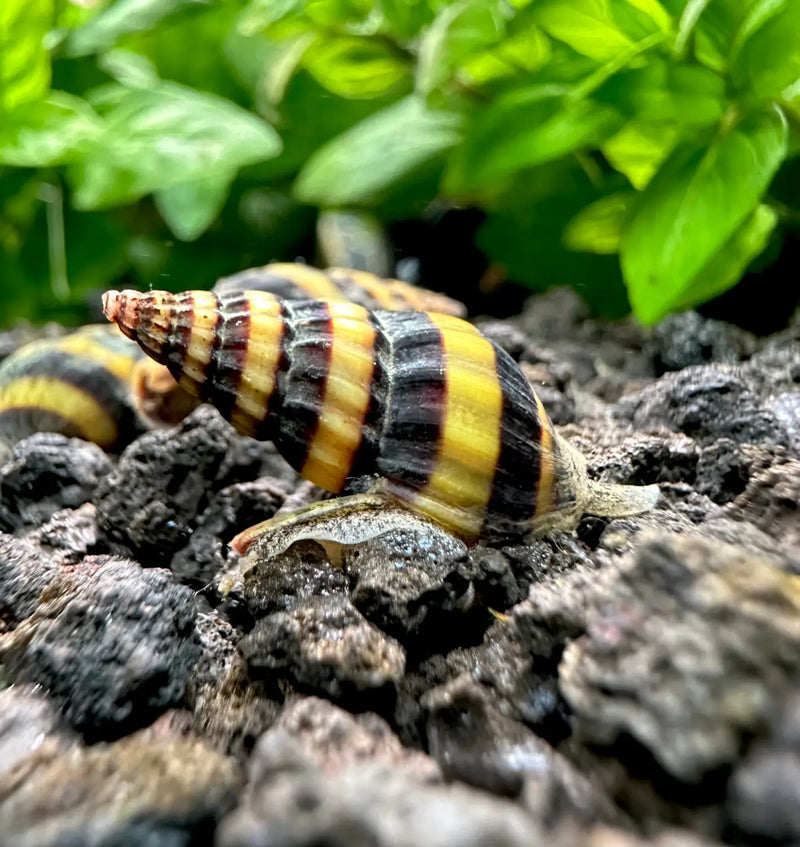 Assassin Snails Clea helena – Nature's Answer to Pest Control