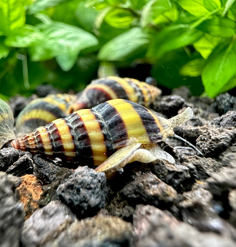 3 Assassin Snails (Clea Helena) - [AquaticMotiv]
