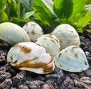 3 Beluga Helmet Snails with brown white striped seashell texture