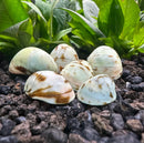 3 Beluga Helmet Snails Neritina sp. seashell garden decor set