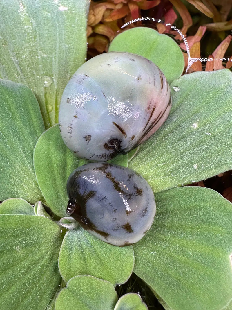 Close-up of 3 white-spotted black Beluga helmet snails on green leaf