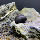 Black military helmet snail shell on rock surface