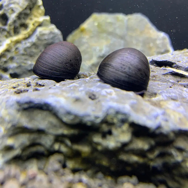 Black military helmet snail shell on rock surface