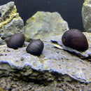 3 black military helmet snails with brown shell decorations on rock