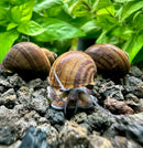 Brown striped snail shell on rocks with green leaves, 3 Black Mystery Snails