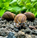 3 black mystery snails Pomacea bridgesii with brown spiral shell on rocky ground