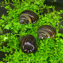 3 black mystery snails with brown tan striped shells on green aquatic plants