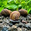 3 black mystery snails with brown striped shells and blue white legs